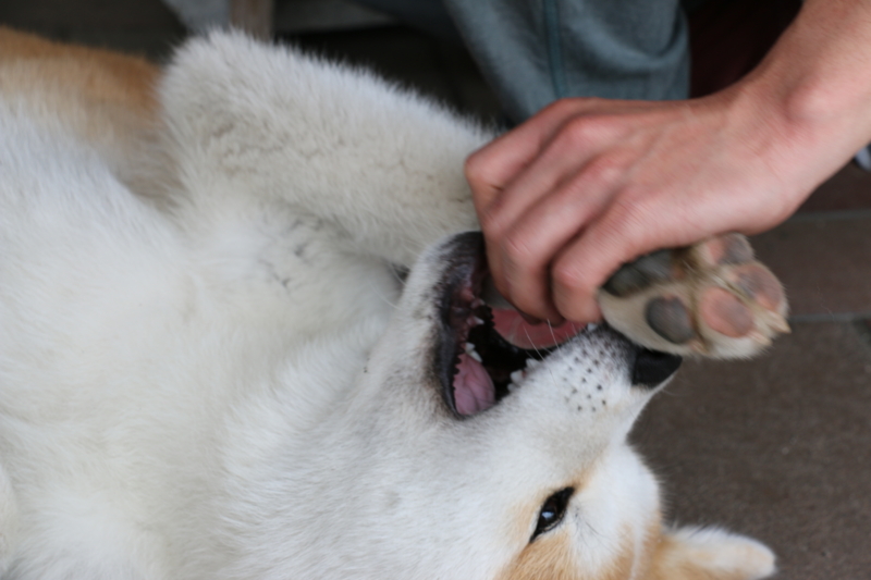 f:id:mifasorashido:20140608230601j:image f:id:mifasorashido:20140608230601j:image