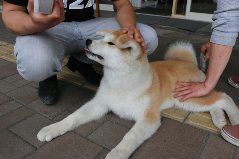 f:id:mifasorashido:20140608230611j:image f:id:mifasorashido:20140608230611j:image