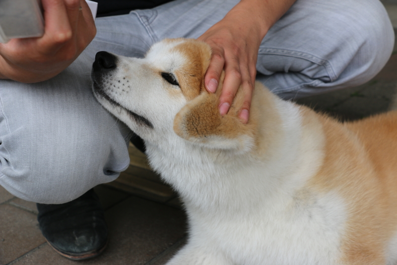 f:id:mifasorashido:20140608230612j:image f:id:mifasorashido:20140608230612j:image