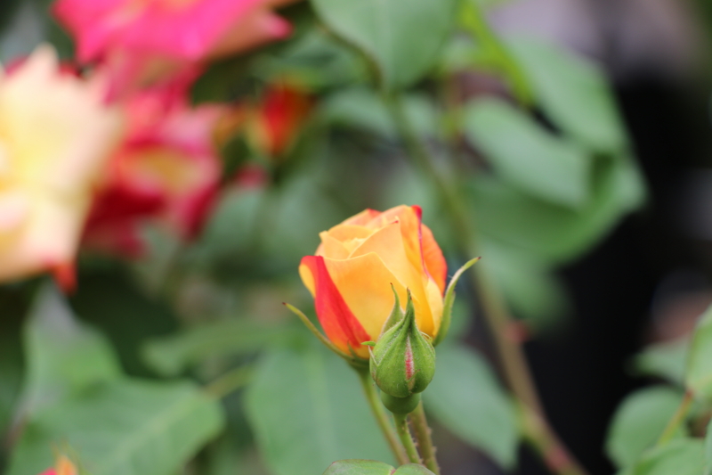 f:id:mifasorashido:20140608230707j:image f:id:mifasorashido:20140608230707j:image