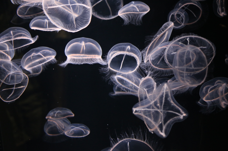 f:id:mifasorashido:20140623225633j:image