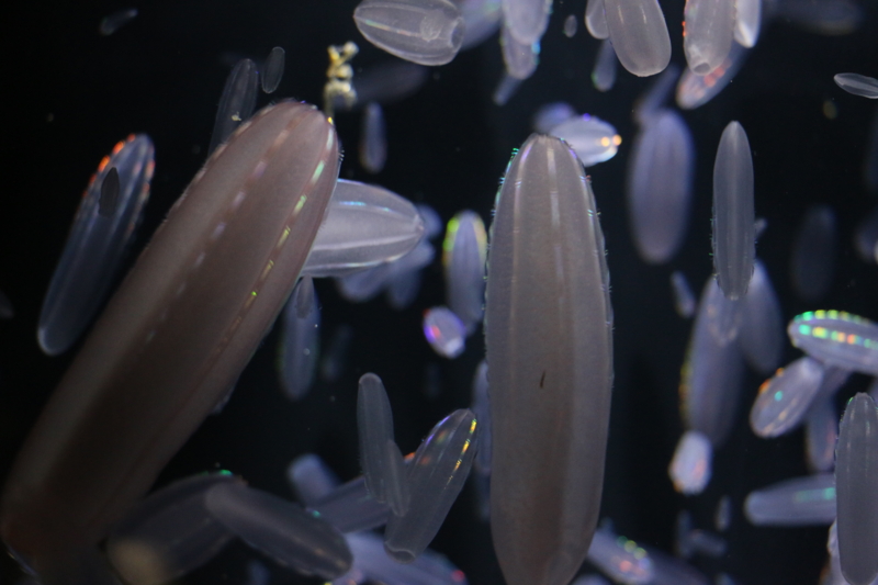 f:id:mifasorashido:20140623225642j:image