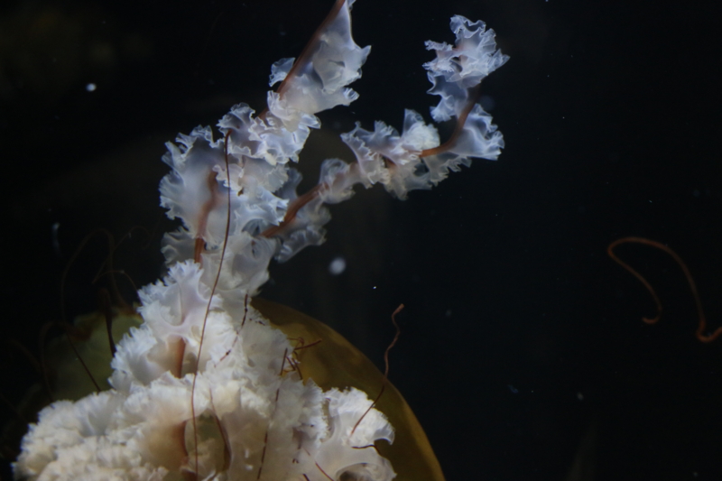 f:id:mifasorashido:20140623225647j:image