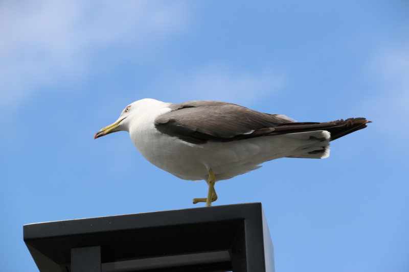 f:id:mifasorashido:20140623225703j:image