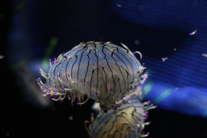 f:id:mifasorashido:20140624214852j:image