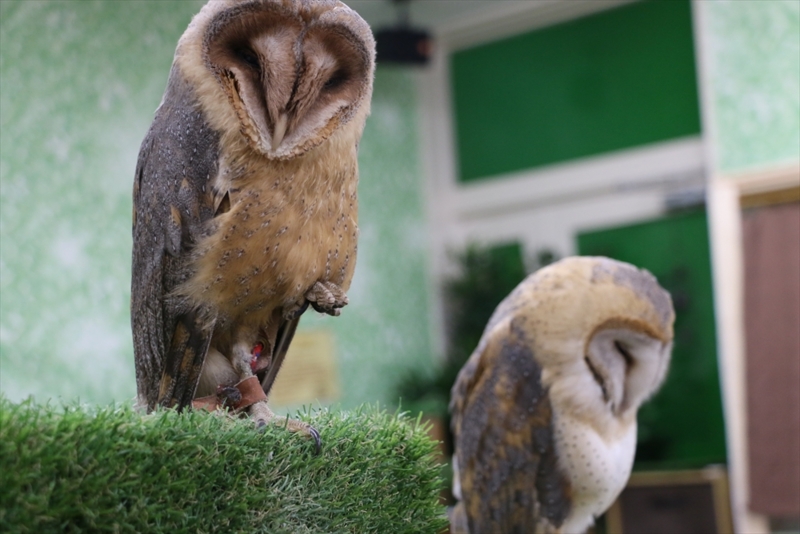 f:id:mifasorashido:20160216220312j:image