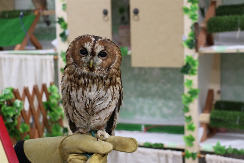 f:id:mifasorashido:20160216220314j:image