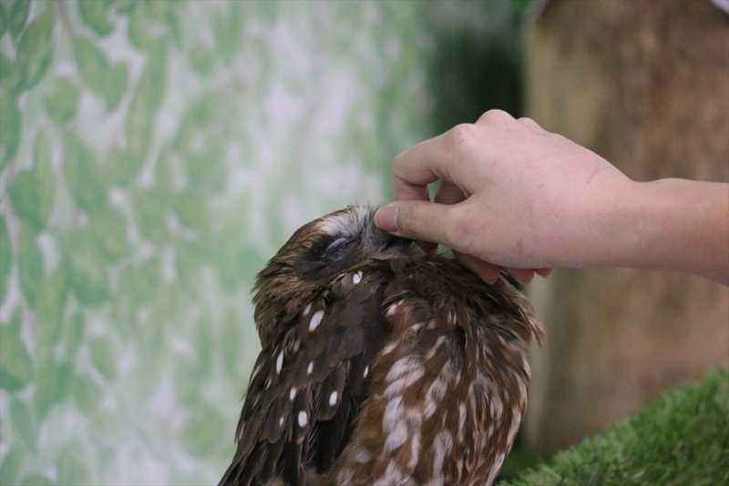 f:id:mifasorashido:20160216220331j:image