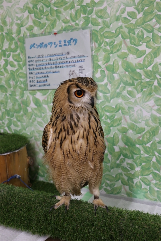 f:id:mifasorashido:20160216220334j:image