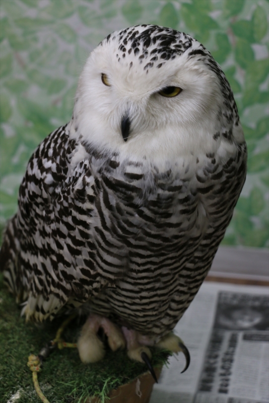 f:id:mifasorashido:20160216220344j:image