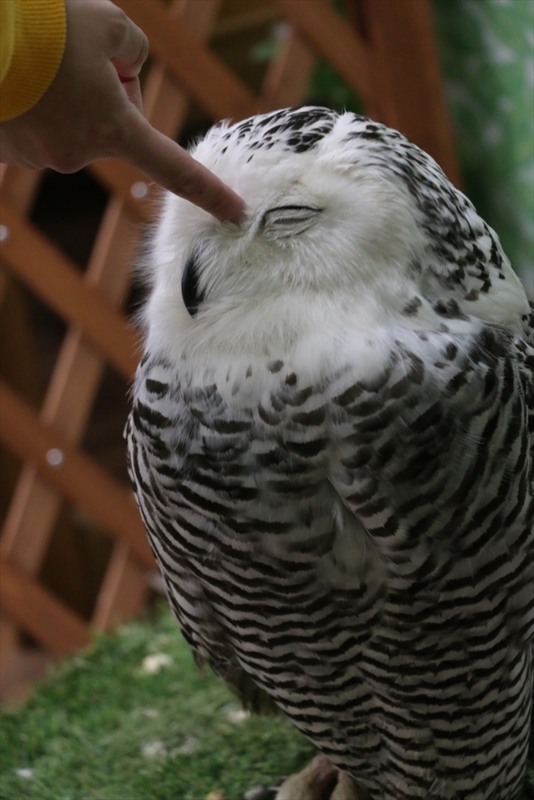 f:id:mifasorashido:20160216220411j:image