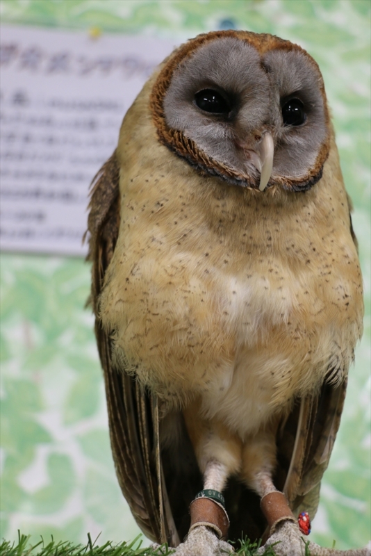 f:id:mifasorashido:20160216220413j:image