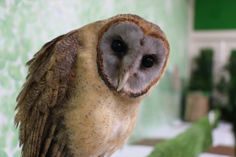 f:id:mifasorashido:20160216220414j:image