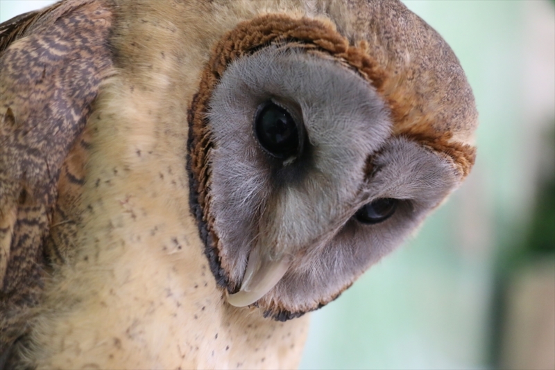 f:id:mifasorashido:20160216220415j:image