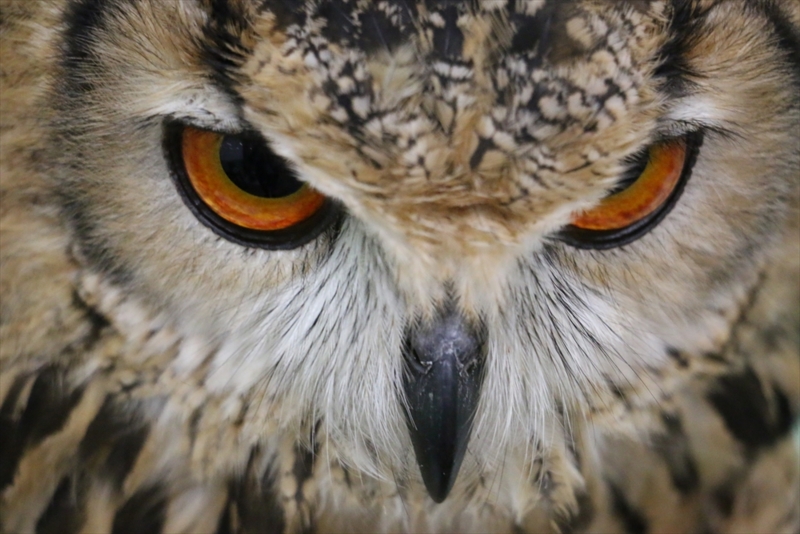 f:id:mifasorashido:20160216220416j:image