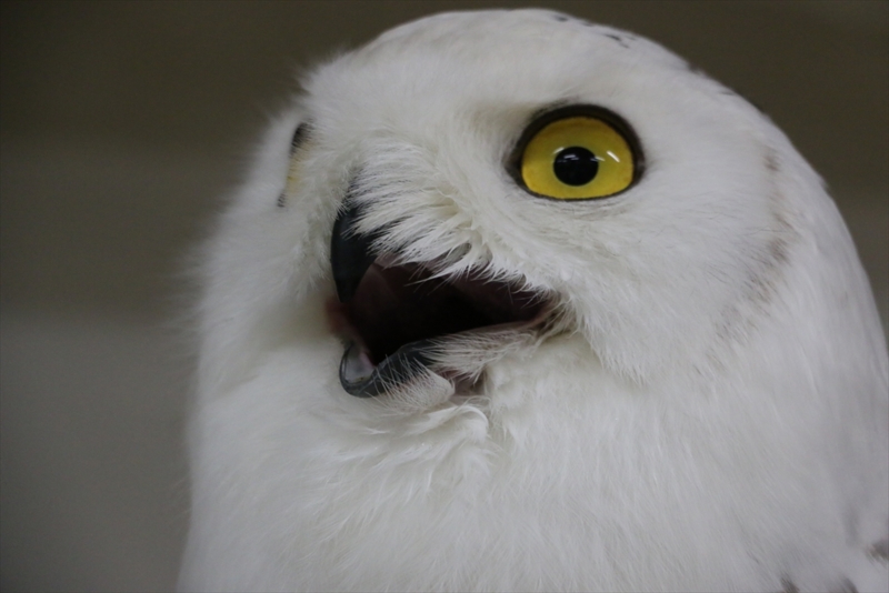 f:id:mifasorashido:20160216220424j:image