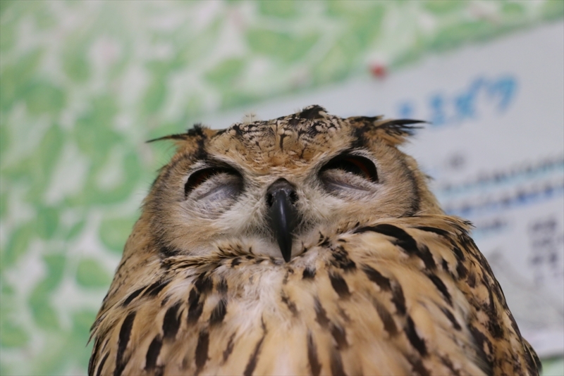 f:id:mifasorashido:20160216220444j:image