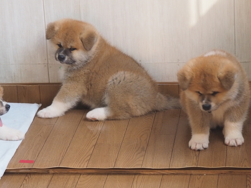 f:id:mifasorashido:20180626234536j:image f:id:mifasorashido:20180626234536j:image