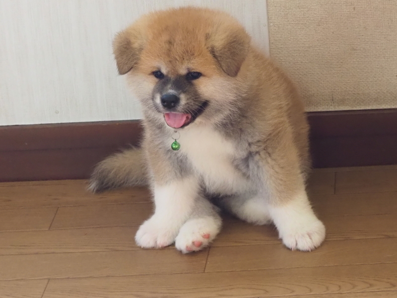 f:id:mifasorashido:20180626234555j:image f:id:mifasorashido:20180626234555j:image