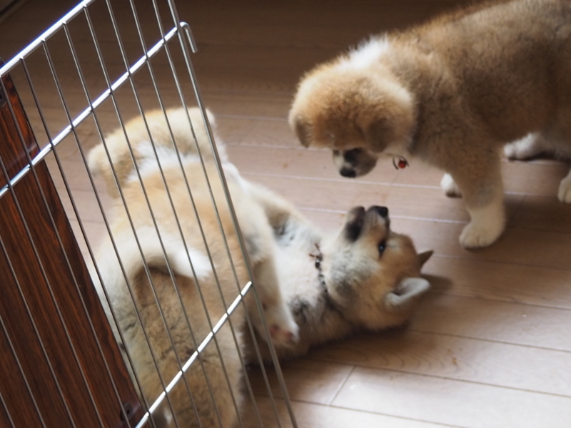 f:id:mifasorashido:20180626234611j:image f:id:mifasorashido:20180626234611j:image