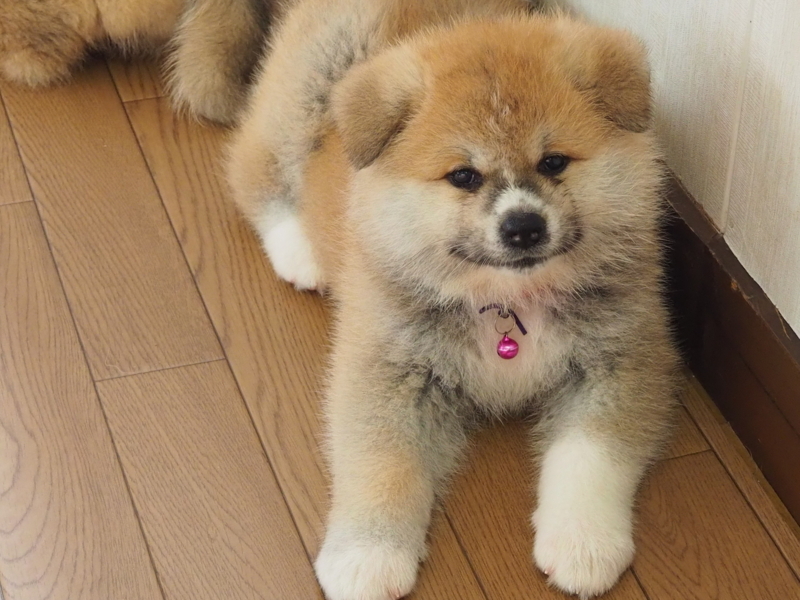 f:id:mifasorashido:20180626234901j:image f:id:mifasorashido:20180626234901j:image