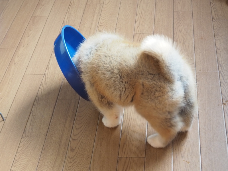 f:id:mifasorashido:20180626234918j:image f:id:mifasorashido:20180626234918j:image