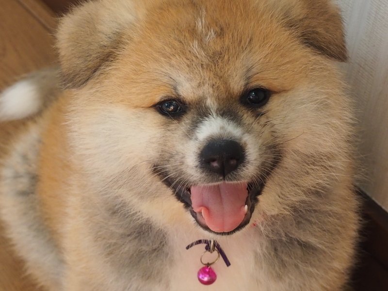 f:id:mifasorashido:20180626234940j:image f:id:mifasorashido:20180626234940j:image