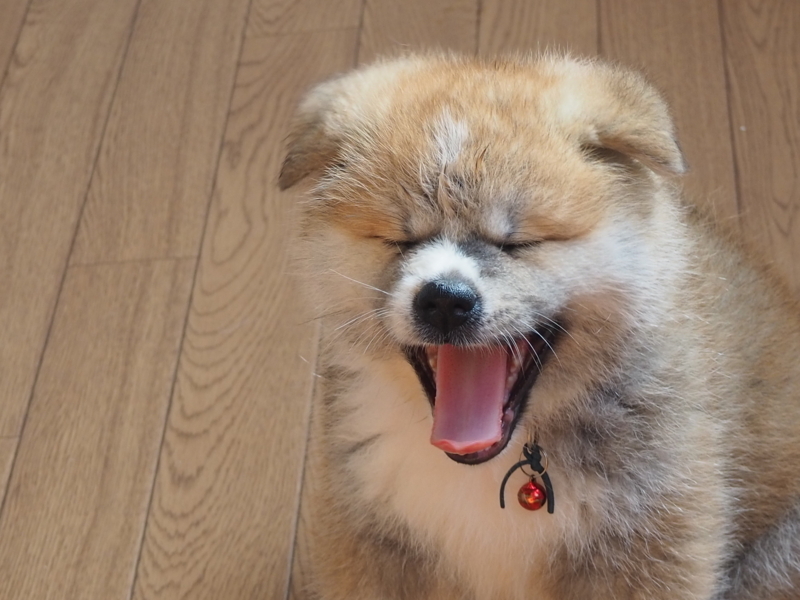 f:id:mifasorashido:20180626235019j:image f:id:mifasorashido:20180626235019j:image