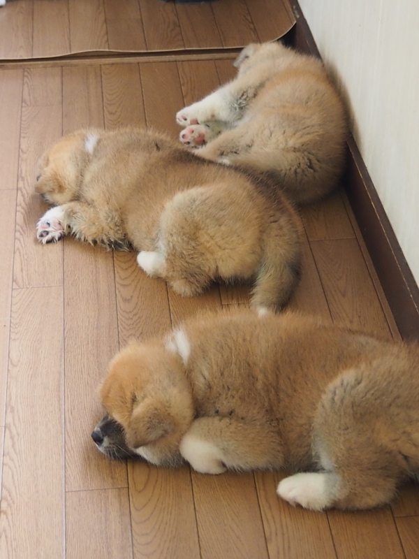 f:id:mifasorashido:20180627122147j:image f:id:mifasorashido:20180627122147j:image