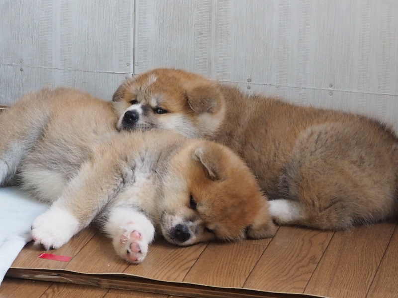 f:id:mifasorashido:20180627123000j:image f:id:mifasorashido:20180627123000j:image