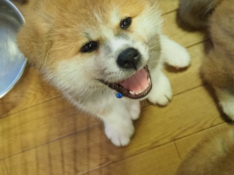 f:id:mifasorashido:20180627123412j:image f:id:mifasorashido:20180627123412j:image