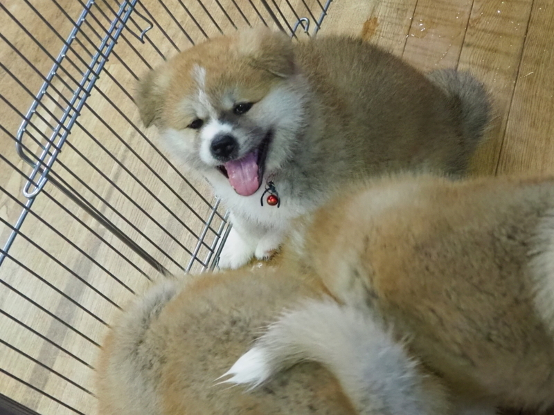 f:id:mifasorashido:20180627123856j:image f:id:mifasorashido:20180627123856j:image