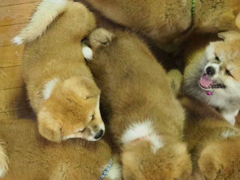 f:id:mifasorashido:20180627124201j:image f:id:mifasorashido:20180627124201j:image