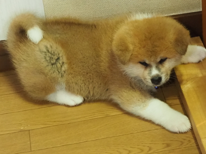 f:id:mifasorashido:20180627124202j:image f:id:mifasorashido:20180627124202j:image