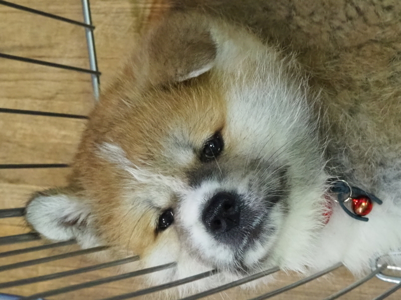 f:id:mifasorashido:20180627124652j:image f:id:mifasorashido:20180627124652j:image