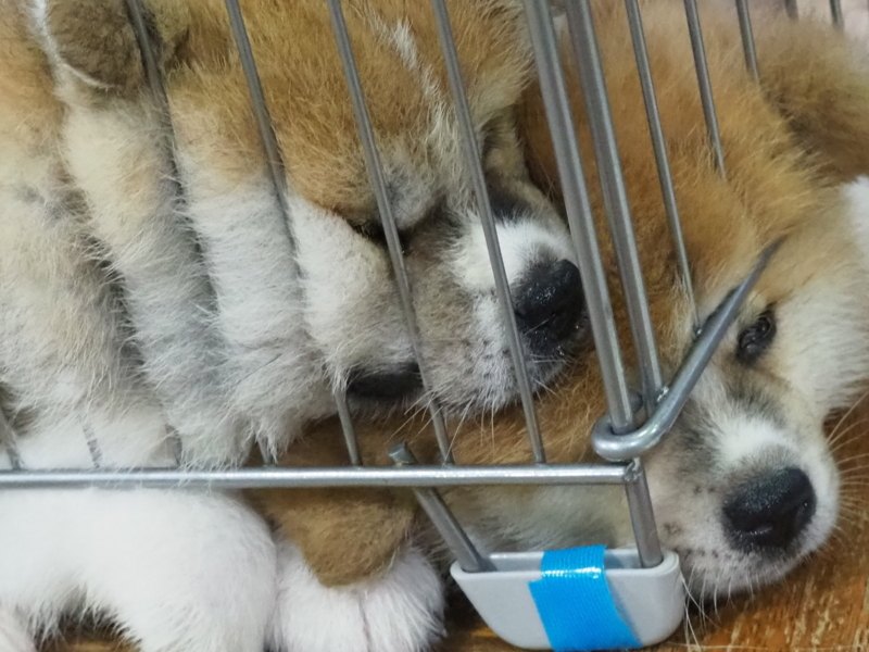 f:id:mifasorashido:20180627124929j:image f:id:mifasorashido:20180627124929j:image