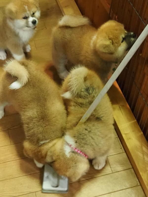 f:id:mifasorashido:20180627125156j:image f:id:mifasorashido:20180627125156j:image