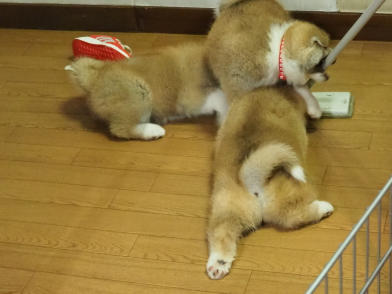 f:id:mifasorashido:20180627125301j:image f:id:mifasorashido:20180627125301j:image