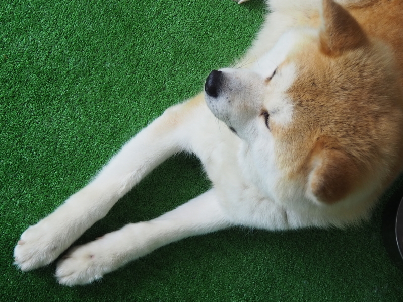 f:id:mifasorashido:20180627130109j:image f:id:mifasorashido:20180627130109j:image