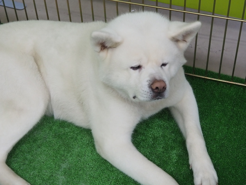 f:id:mifasorashido:20180627130110j:image f:id:mifasorashido:20180627130110j:image