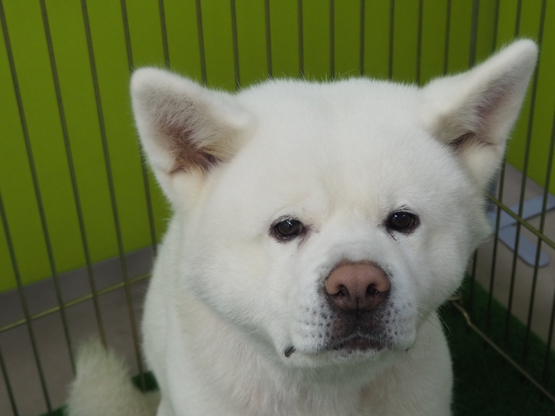 f:id:mifasorashido:20180627130111j:image f:id:mifasorashido:20180627130111j:image