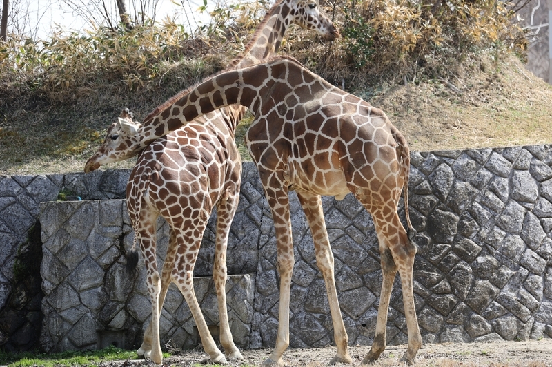 f:id:mifasorashido:20210403201541j:image