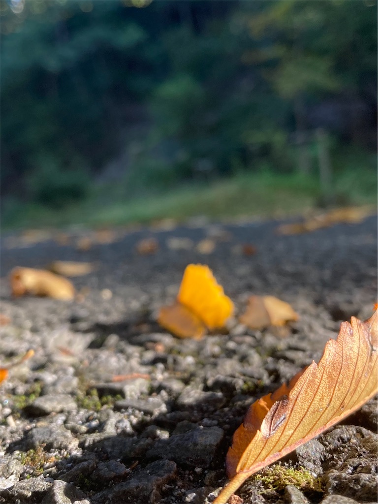 f:id:miffy2525:20221108174736j:image