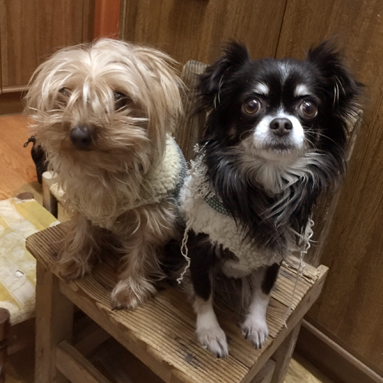 f:id:mifrel:20170320010435j:image