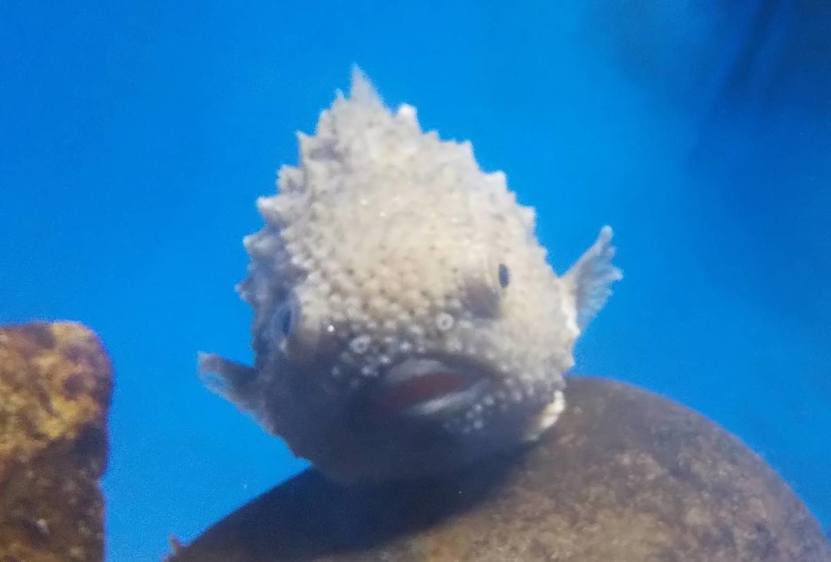 福井 越前松島水族館に行ってきた 海の風が気持ち良くて 夏におすすめ スマート子育て