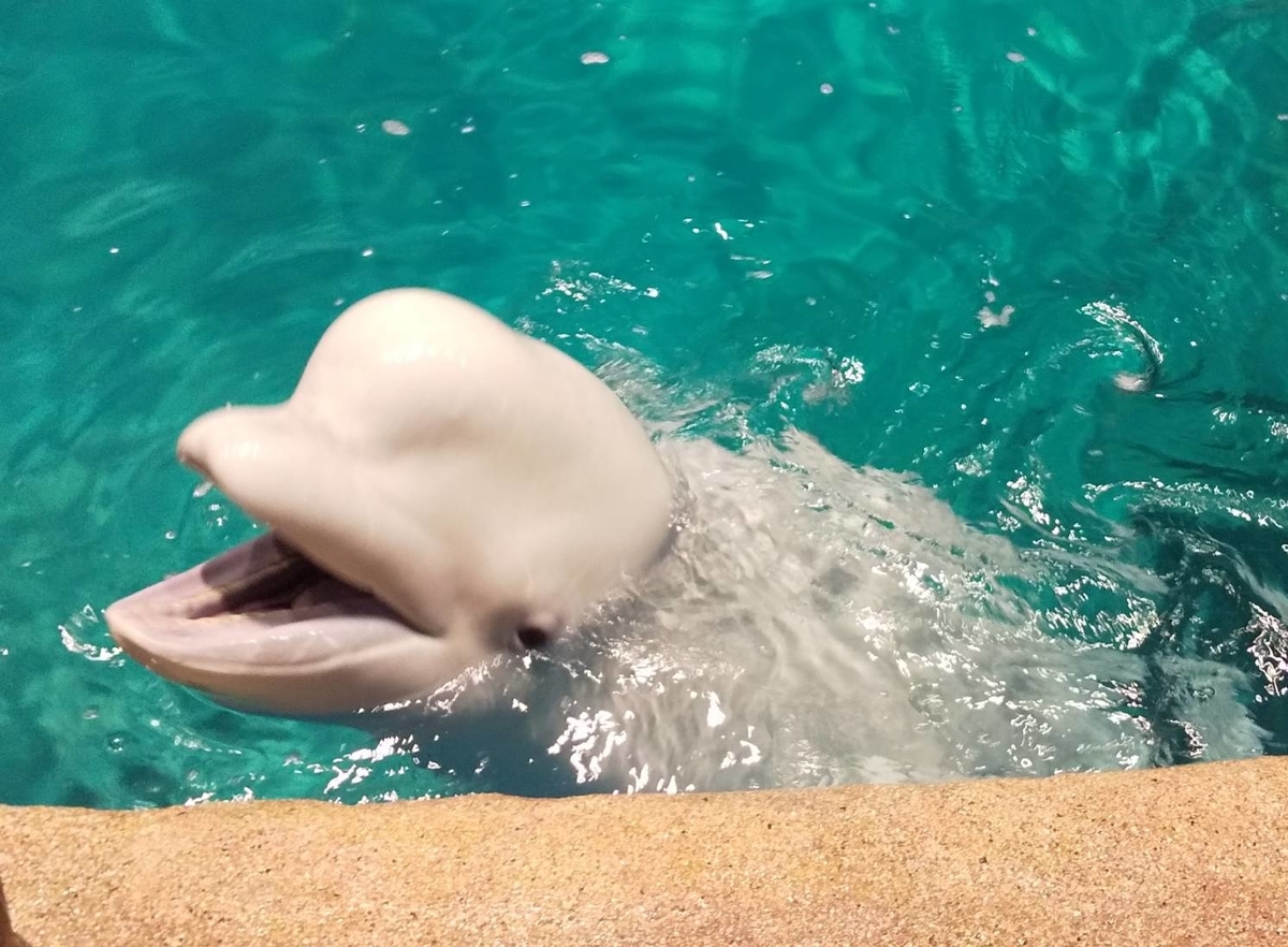 名古屋 名古屋港水族館で 新たな発見を ベルーガ 南極 カメの巻 スマート子育て