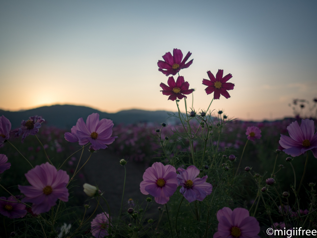 f:id:migiifree:20171020211220j:plain f:id:migiifree:20171020211220j:plain