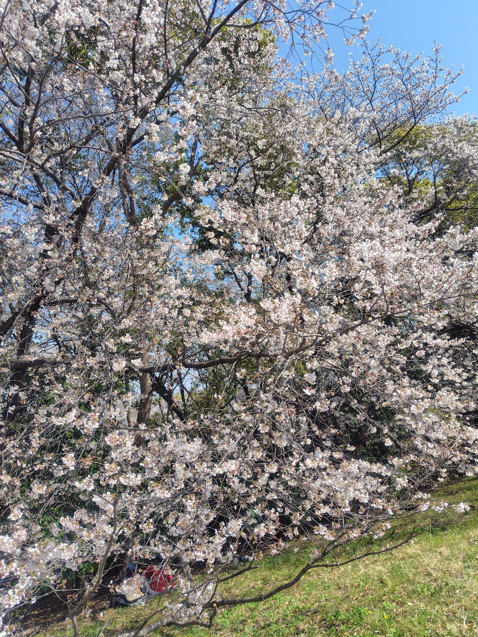 f:id:migraine00:20260403134621j:image
