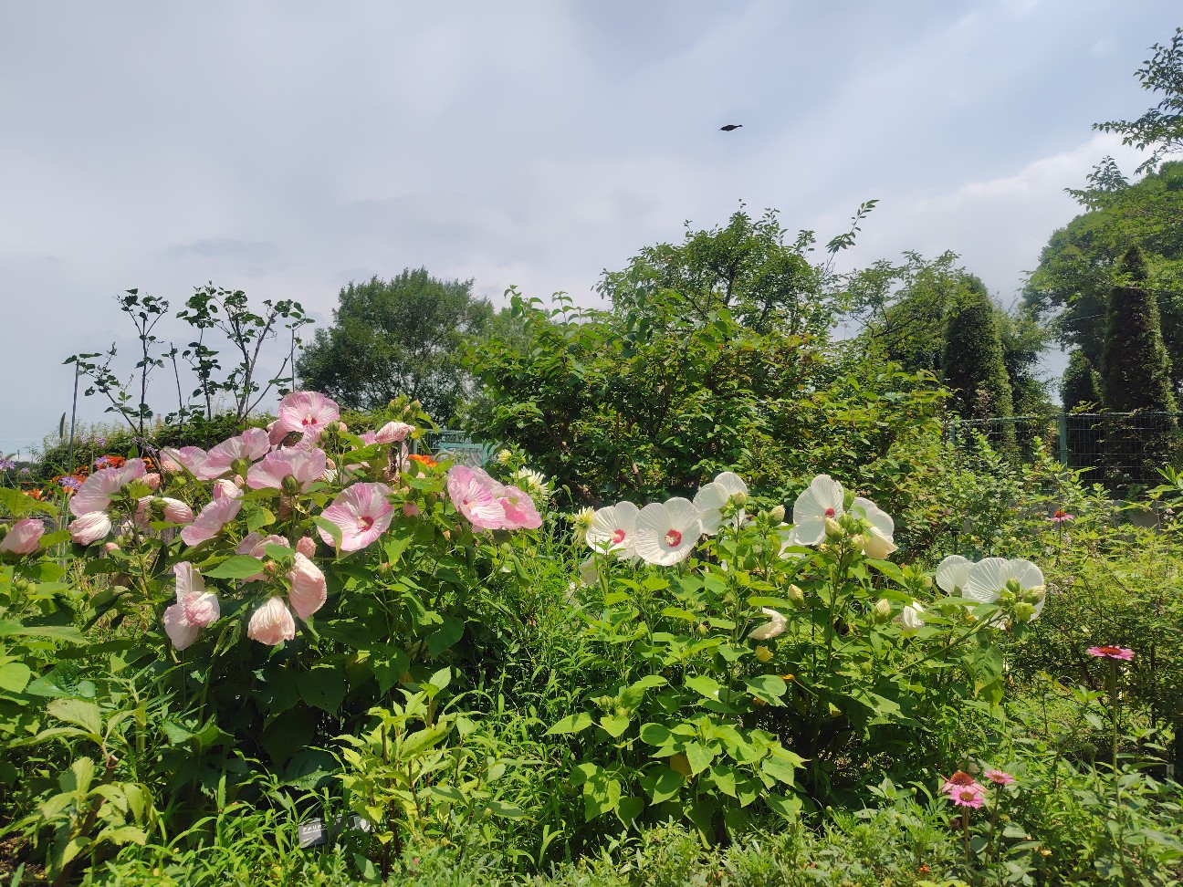 f:id:migraine00:20260711155725j:image f:id:migraine00:20260711155725j:image