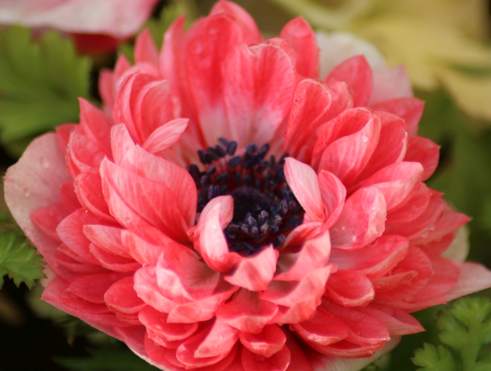 f:id:migu25:20190207195623j:plain